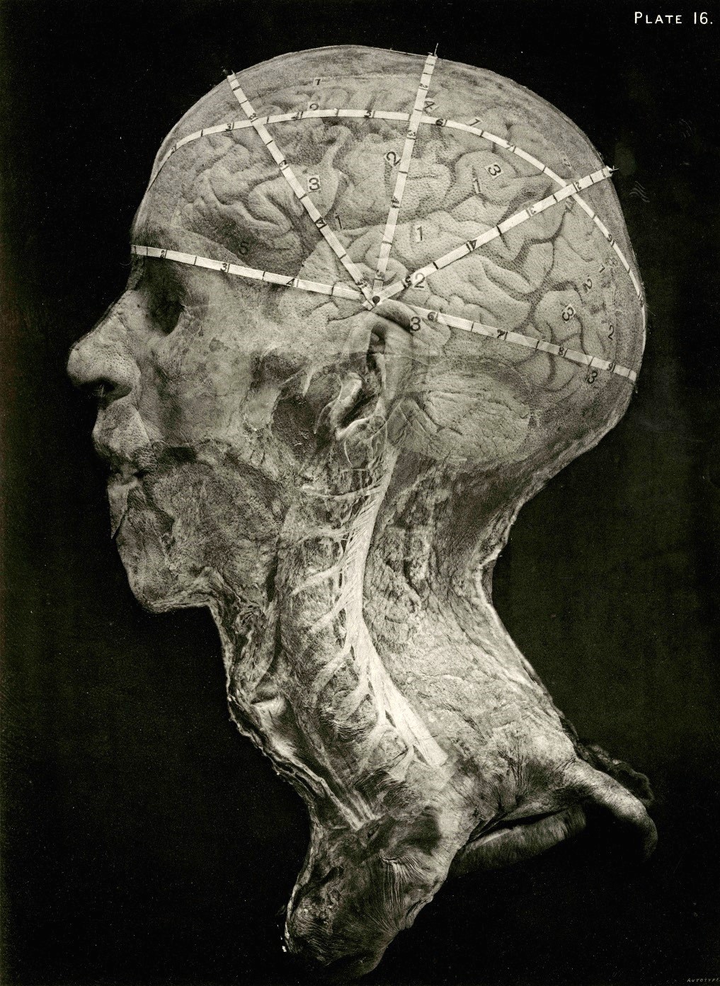human head front profile