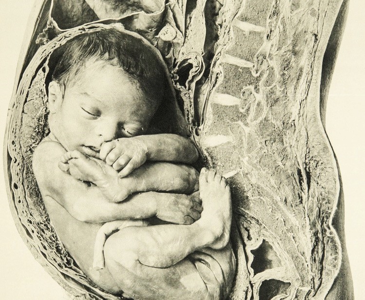 human baby in utero