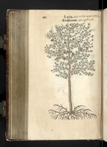 Fuchs De historia stirpium Fuchs De historia stirpium