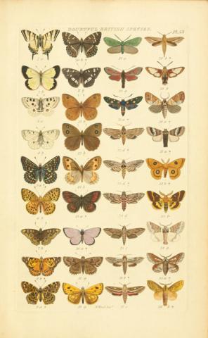 Index entomologicus Index entomologicus