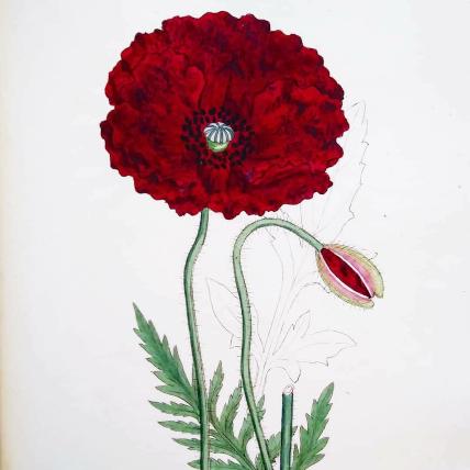 Red poppy, or Papaver rhoeas Red poppy, or Papaver rhoeas
