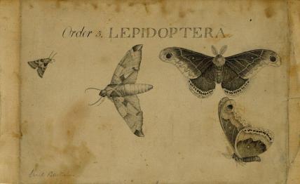 Lepidoptera by Bartram Lepidoptera by Bartram