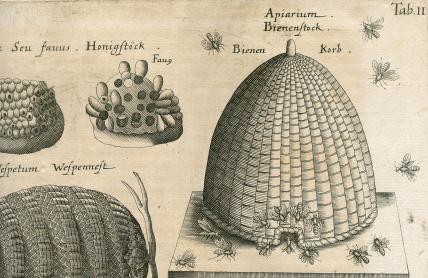 Beehives Beehives