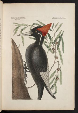 Catesby Bird