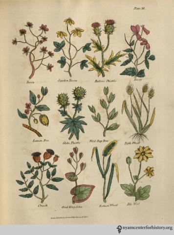 Culpeper's complete herbal Culpeper's complete herbal