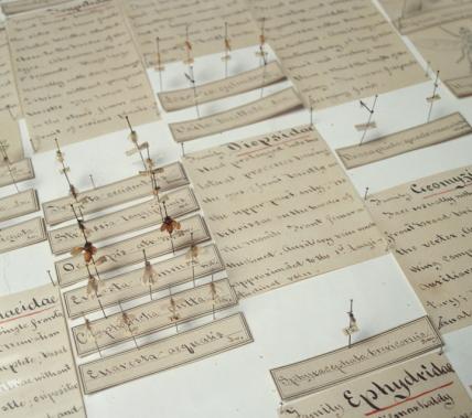 Entomology Case