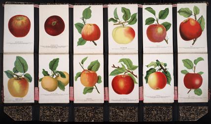 LaPointe Nursery Company, salesman's sample book of  coloured horticultural specimen plates, 1887-1905