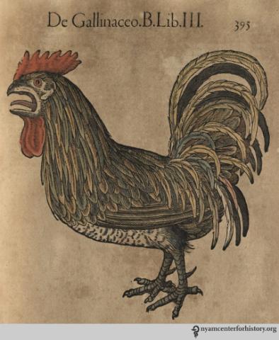 Chicken-Gesner