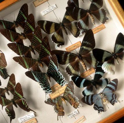 Entomology Entomology
