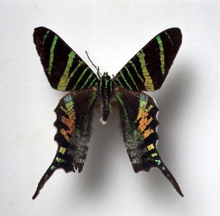 Specimen from the Entomology department Specimen from the Entomology department