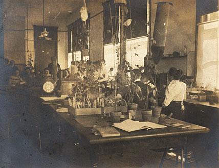 Plants in Lab