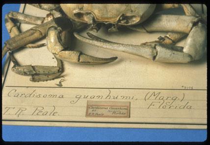 Peale Crab Peale Crab