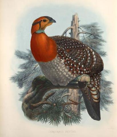 Pheasants Pheasants