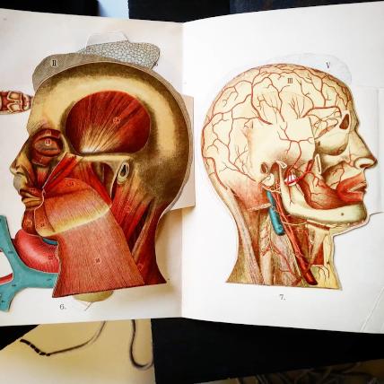 Two flap anatomy heads Two flap anatomy heads