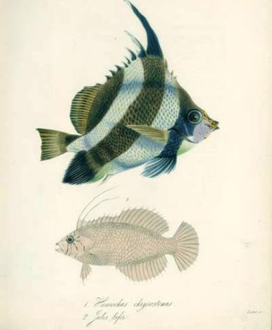 Heniochus chrysostomus Heniochus chrysostomus