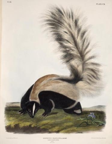 Skunk Skunk
