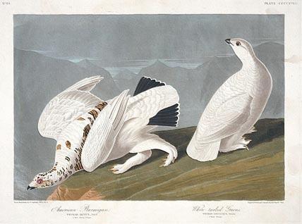 Ptarmigans Ptarmigans