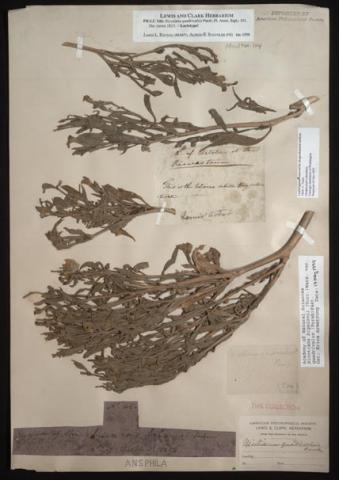 Lewis and Clark botanical specimen Lewis and Clark botanical specimen