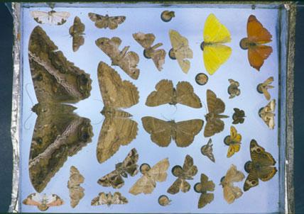 Titian Ramsey Peale collection of moths and butterflies