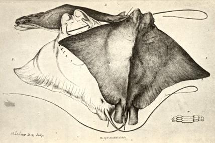 early lithograph early lithograph
